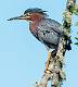 Green Heron-14